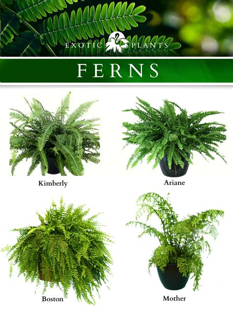 Plant Catalog — Exotic Plants | Ferns garden, Plants, Exotic plants