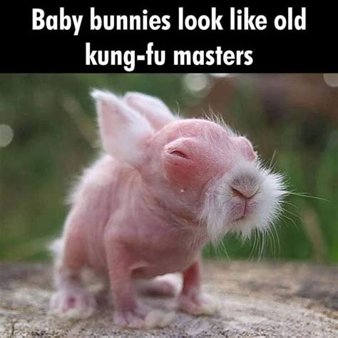 Pin by Norbert on Misc | Baby bunnies, Cute baby bunnies, Funny animal memes