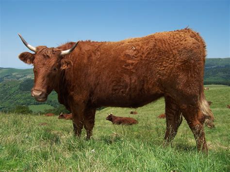 vache Salers, Salers, Auvergne | Cow, Cattle, Beef cow