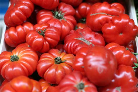 Beefsteak Tomato Stock Photo - Download Image Now - iStock