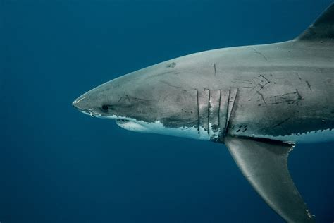 Great White Shark | Carcharodon carcharias