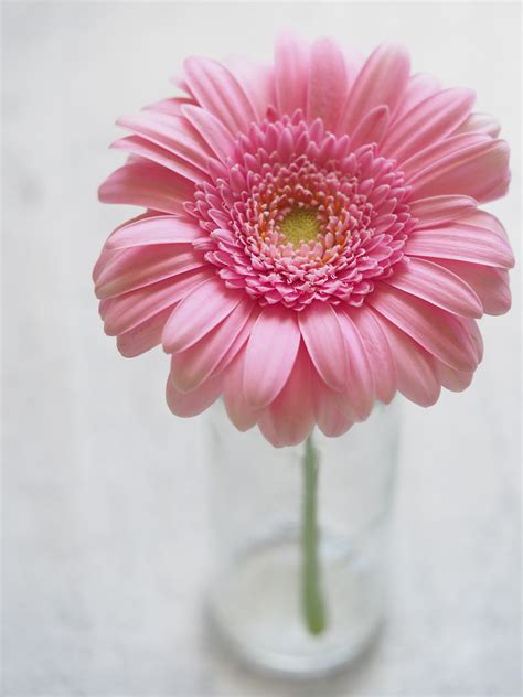 Free photo: Pink Gerbera Flower in Closeup Photography - Background, Flower wallpaper, Pink ...