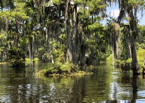 Guided Louisiana swamp tour | Audley Travel