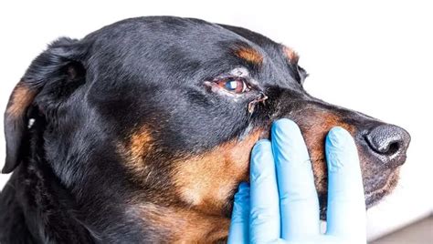 Home Remedies for Dog Eye Infection - Petculiars