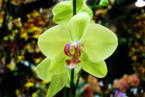 Green Orchid | Orchids, Green orchid, Planting flowers