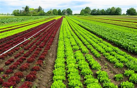 La agricultura biodinámica gana posiciones entre los viñedos - Notas de prensa