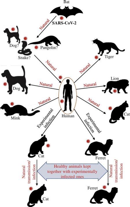 Susceptible Animal Species and Animal Models for Coronavirus Research | Office of Research ...