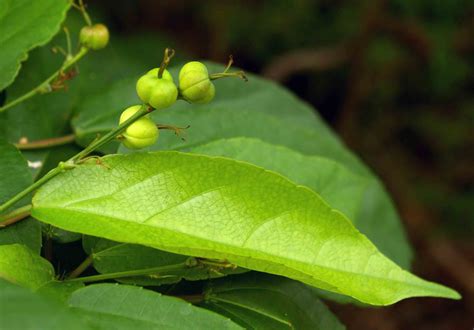 Flora of Mozambique: Species information: individual images: Alchornea ...