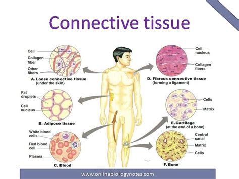 Connective tissue: characteristics, functions and types - Online Biology Notes