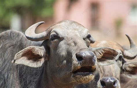 Closeup Of Domesticated Water Buffalo Livestock Head Bovid Bubalus Bubalis Outdoor Photo ...