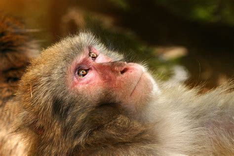 Free photo: White Coated Baboon - Animal, Animal photography, Baboon - Free Download - Jooinn