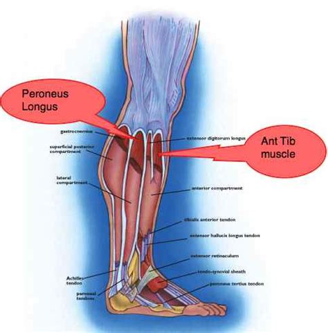 Ankle exercises are vital if you want your leg to be strong again.