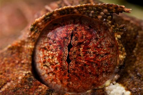 Satanic Leaf-tailed gecko (Uroplatus phantasticus) eye det… | Flickr