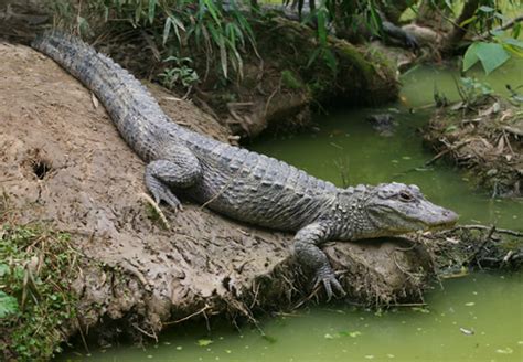 Chinese Alligator Facts and Pictures | Reptile Fact