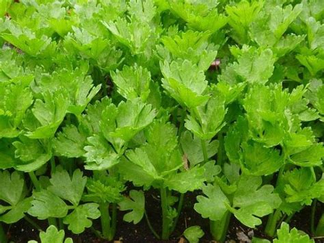 Celery Leaves Nutrition Benefits And Its Interesting Health Facts ...