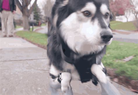 Dog uses 3-D-printed prosthetic legs to run away with your heart | Cult of Mac