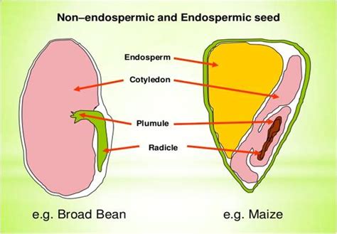 Embryo and endosperm development