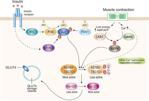 Signaling Pathways for GLUT4 Translocation (Exam 2 Study Guide) Diagram | Quizlet