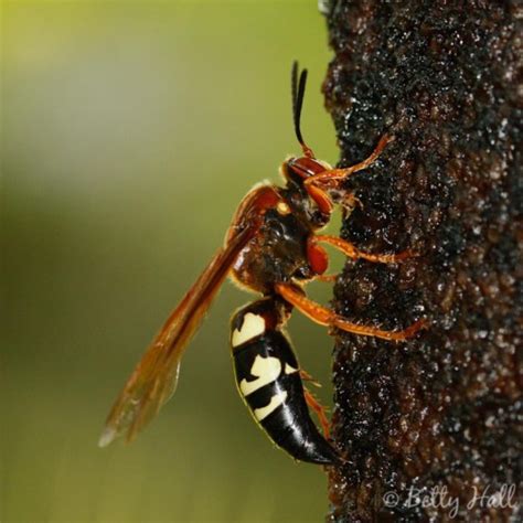 Life and death in the backyard - cicada killer wasp - Betty Hall Photography