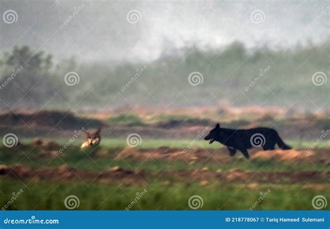 A Black Wolf is a Melanistic Colour Variant of the Gray Wolf. Stock ...