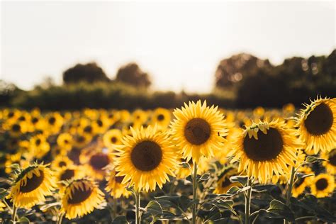 Sunflower Wallpapers: Free HD Download [500+ HQ] | Unsplash