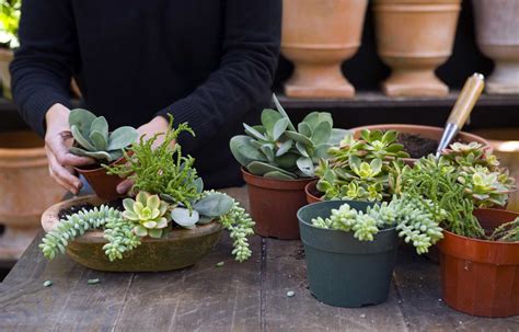 How to grow succulents indoors