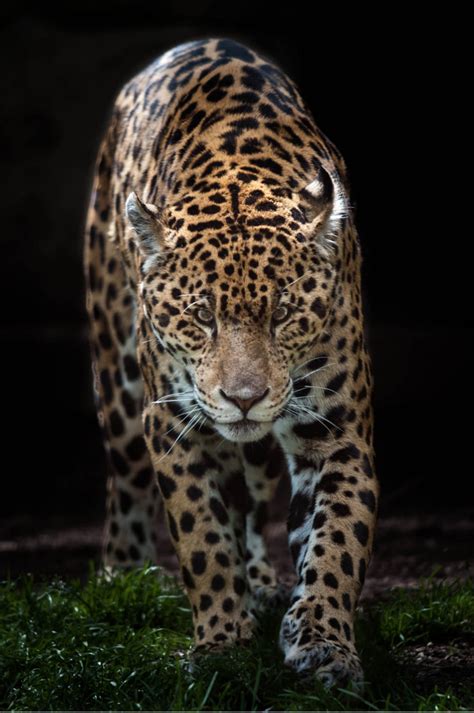 Pin on Spotted jaguar | Beautiful cats, Animals beautiful, Majestic animals