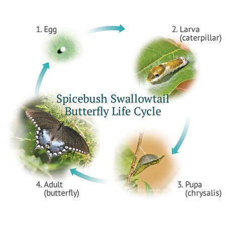 Spicebush Swallowtail Life Cycle