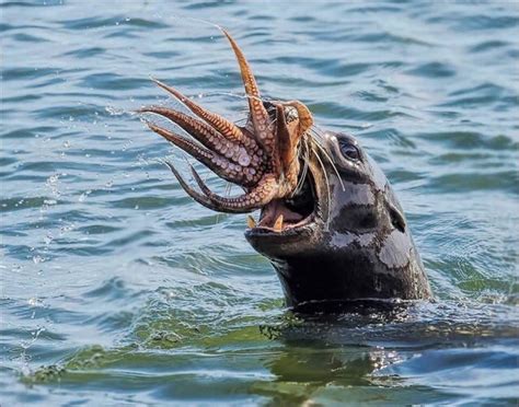 A seal eating a squid. | Amazing animal pictures, Weird animals ...