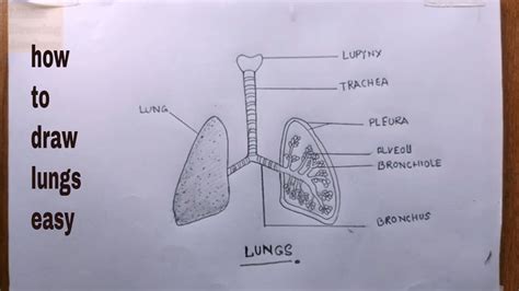 Discover more than 80 lungs sketch diagram super hot - seven.edu.vn