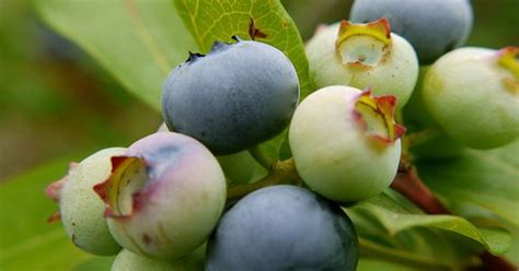 Mulch blueberries with pine needles or sawdust. | Red Currant and ...