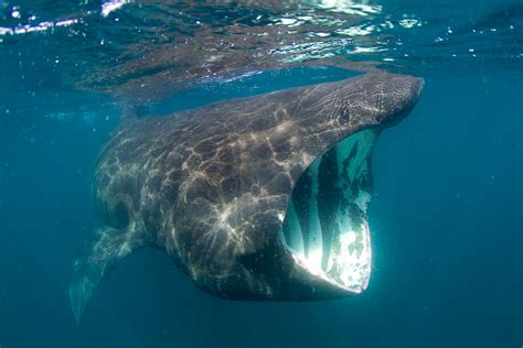 Basking Shark | Animal Unique