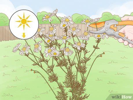 How to Harvest Chamomile: 11 Steps (with Pictures) - wikiHow Life