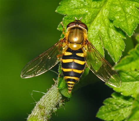 One species a day: Hover fly