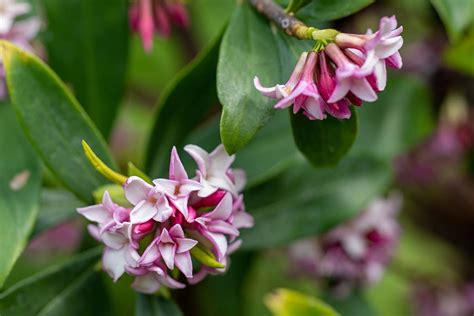 How to Grow and Care for Winter Daphne | Gardener’s Path