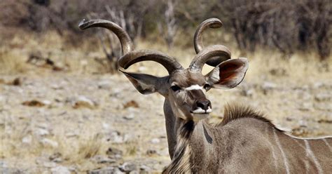 Greater kudu: the majestic East African Antelope | Safari Avventura