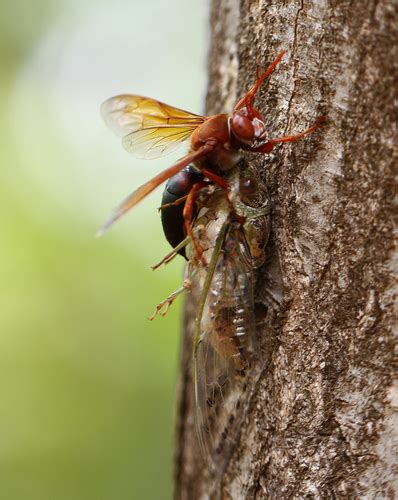 Sphecius grandidieri · iNaturalist