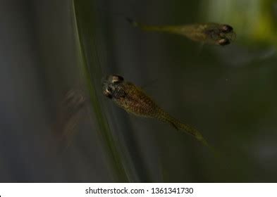 Baby Fish Aquarium Stock Photo 1361341730 | Shutterstock