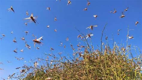 Locust Attack in Rajasthan - RajRAS | RAS Exam Preparation