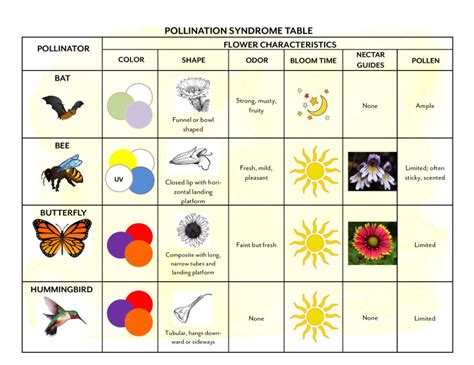 Pollinator-Worksheet-guide-1-1 - Tohono Chul - Tucson, AZ