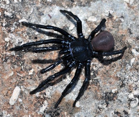 Trap door spider - Irish Around Oz