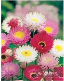 Seeds - Daisy Everlasting - Springvale Garden Centre