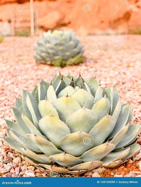 Cactus of Southern Utah in Midday Stock Photo - Image of desertplant ...