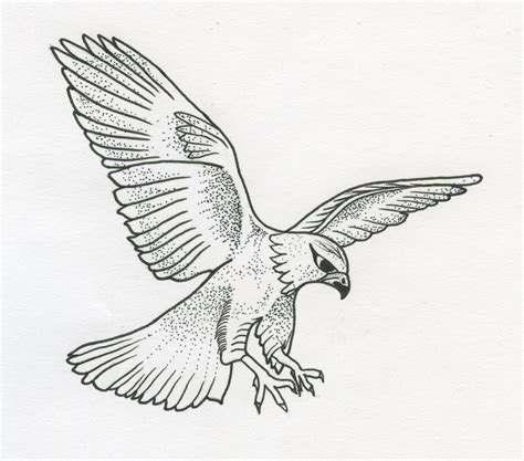 Falcon Line Drawing at GetDrawings | Free download