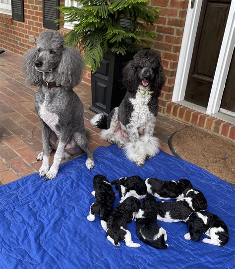 Standard Poodle Puppies For Sale | Moultrie, GA #360949