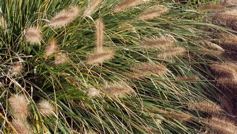 Foxtail grass can be fatal: Keep your dog away | FOX 10 Phoenix