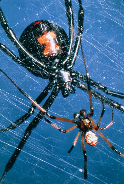 Mating black widow spiders - Stock Image - Z430/0372 - Science Photo ...