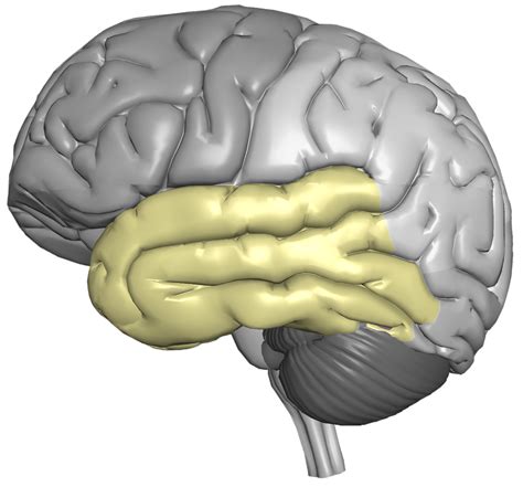 Temporal Lobe - CereScan