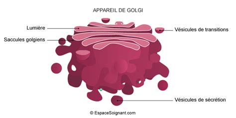 Anatomie et physiologie de la cellule - Cours infirmiers