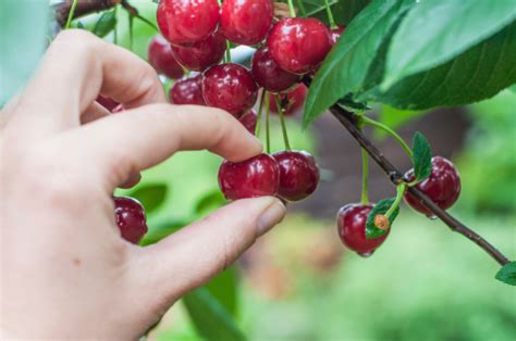 Cherry picking – free photo on Barnimages